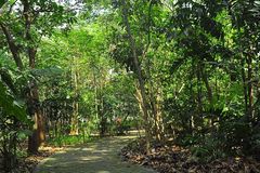 ‘Nature rights’ campaign launched in ‘Last Lung of Manila’