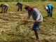 Decades of unresolved land conflicts expose gaps in Philippine governance and agrarian reform