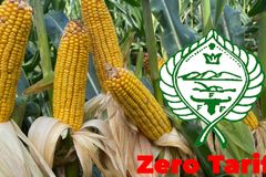 Zero tariff sa mais, tinututulan ng FFF - VeritasPH