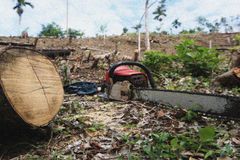 Special Tree cutting at earthballing permits ng DENR sa Palawan, binatikos ng SPM - VeritasPH