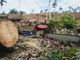 Special Tree cutting at earthballing permits ng DENR sa Palawan, binatikos ng SPM - VeritasPH
