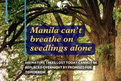 Pamumutol ng puno sa ngalan ng urban development, ikinababahala ng LLS - VeritasPH