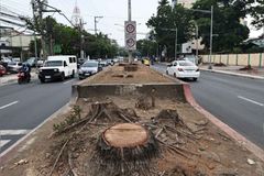 Pagputol ng malalaking puno sa Quirino avenue, kinondena ng Caritas Philippines - VeritasPH