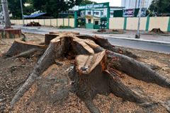 Church, green groups force halt to Manila tree-cutting linked to expressway project