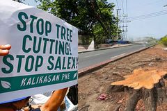 Pansamantalang pagpapahinto sa tree-cutting sa QUIRINO avenue, kinilala ng Kalikasan PNE - VeritasPH