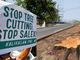 Pansamantalang pagpapahinto sa tree-cutting sa QUIRINO avenue, kinilala ng Kalikasan PNE - VeritasPH