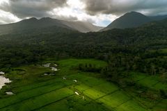 Palawan bishop calls for review of tree-cutting permits amid concerns over mining-linked forest loss