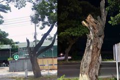 Siyentipiko at legal na pamamahala sa mga punongkahoy, mahalaga sa “tree pruning” - VeritasPH
