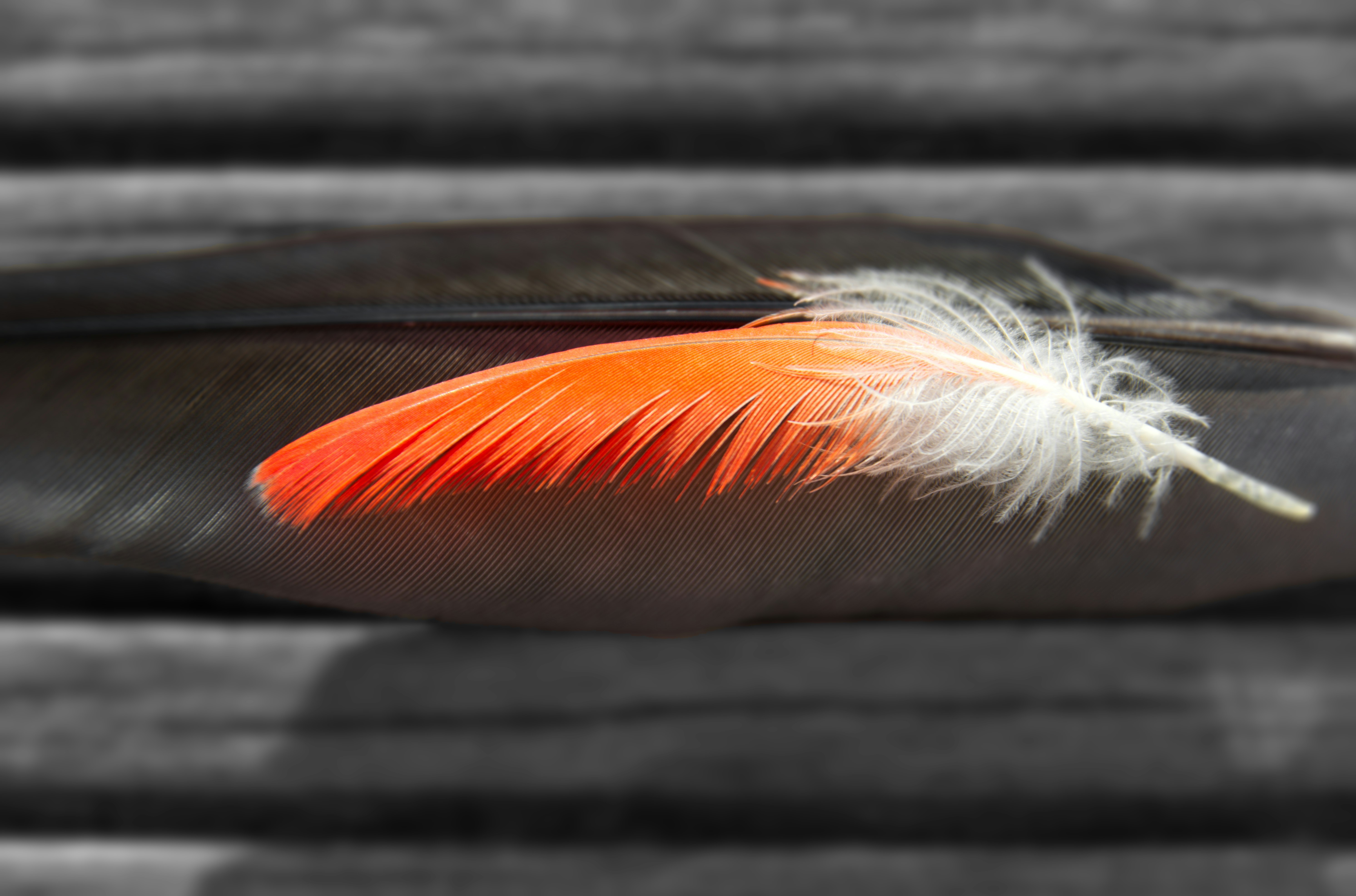 Feathers