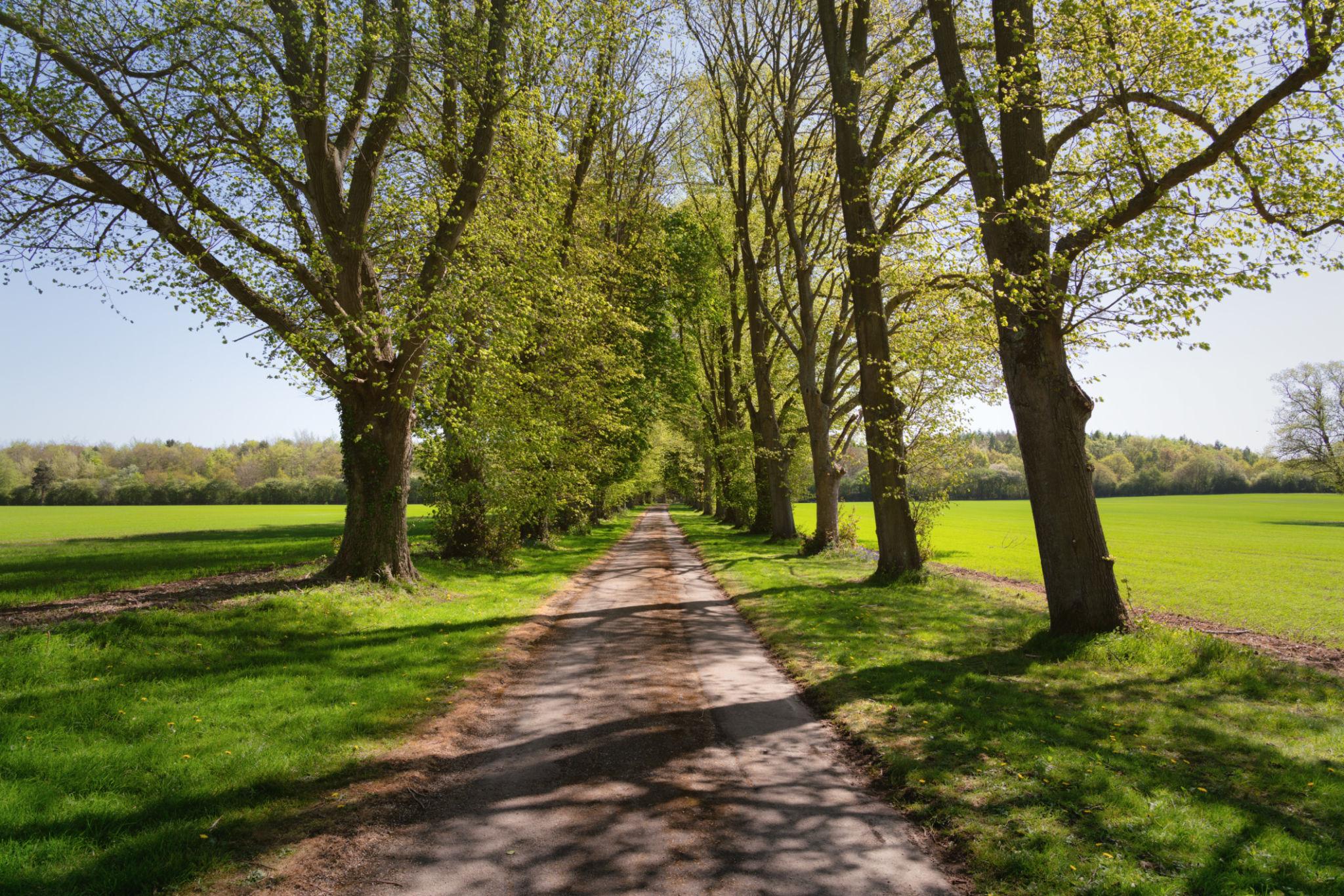 Delius and the First Cuckoo of Spring: What We Notice When We Slow Down