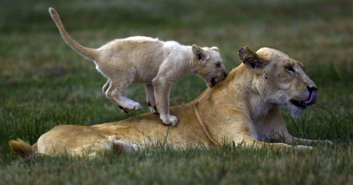 Indiana sheriff deputies search for lions reported loose